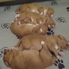 Nova Scotia Duck Tolling Retrievers from Sunrise Tollers