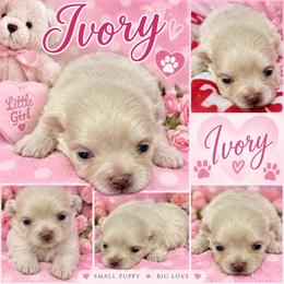 IVORY  KOREAN SMALL - Cream female Pomeranian puppy in Orlando, Florida from Denise’s Puppies