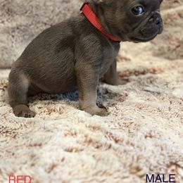 French Bulldog Puppies from Copa Frenchies