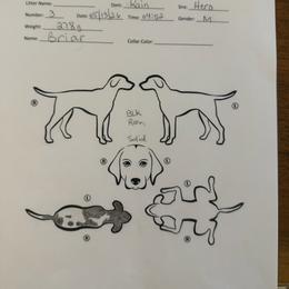 Briar - Black roan male German Shorthaired Pointer puppy in San Antonio, Texas from Alvarado Farm Kennels, LLC
