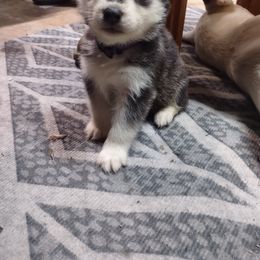 Siberian Husky Puppies from The Snow Dog Kennel