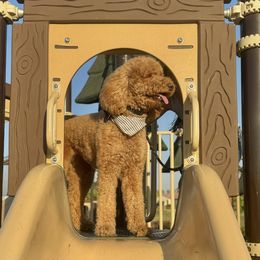 Goldendoodles from Goldendoodle Pals