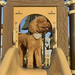 Goldendoodles from Goldendoodle Pals