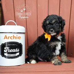 Archie - Phantom male Bernedoodle puppy in Heyworth, Illinois from Cobble Creek Puppies