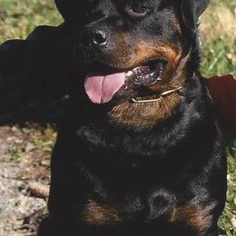Rottweilers from Karriem Rottweilers