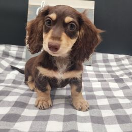 Alamo - Chocolate and cream male Dachshund puppy in Smallett, Missouri from Doxie Holler