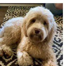 Daisy - Australian Labradoodle