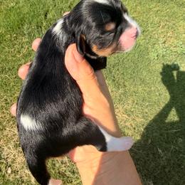 Cookie - Tri-color female Cavalier King Charles Spaniel puppy in Gilbert, Arizona from Cacti Cavaliers