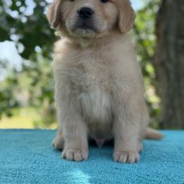 Spruce - Golden male Golden Retriever puppy in Touchet, Washington from Northwest Rainbow Aussies and Golden Retrievers