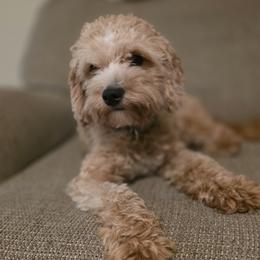 Dash - Cavapoo
