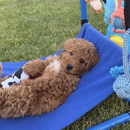 Jagger - Red  male Goldendoodle puppy in Huntington, Utah from Krispydoodle