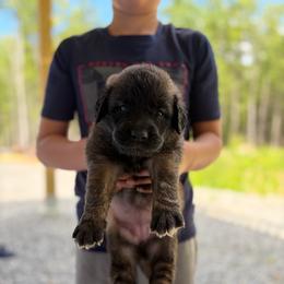 Pink - girl - Yellow female Leonberger puppy in Gilmanton, New Hampshire from Stonewall Leonbergers
