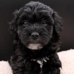 Starburst - Black female Havapoo puppy in Hendersonville, North Carolina from Grayfinn House