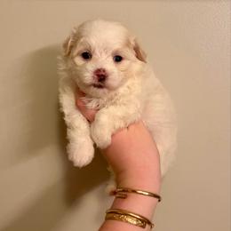 Vader - White male Maltipoo puppy in Morehead, Kentucky from Paw Perfect Pets