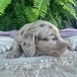 Romeo - Dapple male Dachshund puppy in Saint Peter, Illinois from Ashton’s Doxies of Southern IL