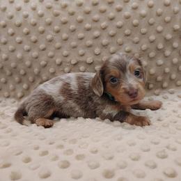 Puppy 5 - Fawn (isabella) and tan male Dachshund puppy in Krum, Texas from Dots N Spots Dachshunds