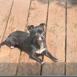 Toro - Chihuahua