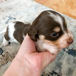 Dachshund Puppies from Shiloh Ridge Dachshunds