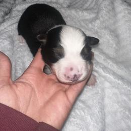 River - Black tri male Miniature Australian Shepherd puppy in Mill Spring, North Carolina from Adair's Australian Shepherds