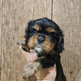 Maxwell - Black and tan male Cavalier King Charles Spaniel puppy in Caledonia, Michigan from Magnolia Acres