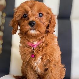 Cherry - Red female Cavapoo puppy in Van Alstyne, Texas from Home Grown Puppies