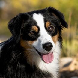 Sophie - Australian Shepherd