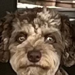 Boujee - Aussiedoodle