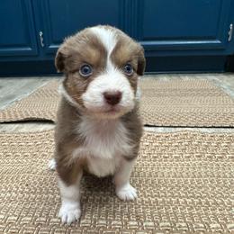 Basil - Red tri-color male Australian Shepherd puppy in Hemet, California from Perfect Companion Aussie's