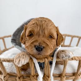 Thread - Red  male Goldendoodle puppy in Jamestown, Kentucky from Milk & Honey Doodles