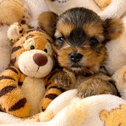 Tiger - Chocolate and tan male Yorkshire Terrier puppy in West Fargo, North Dakota from A Yorkie Tale | Toy Poodles