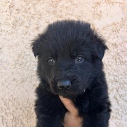 Green Collar Male - Peter - Black male German Shepherd puppy in Adelanto, California from Würdighaus Kennels