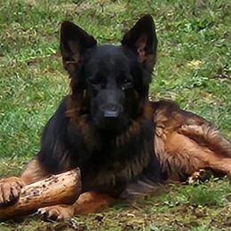 German Shepherds from Bunkerhill Shepherds