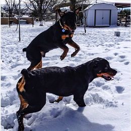 Rottweilers from Linda Sprouse
