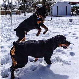 Rottweilers from Linda Sprouse