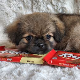 Tibetan Spaniel Puppies from Trillium Tibetan Spaniels