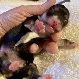 Maltipoo, Morkie, and Yorkipoo Puppies from Danza Bolo