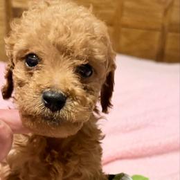 Otis - Apricot male Goldendoodle puppy in Centralia, Missouri from Oodles Of Doodles Mo.