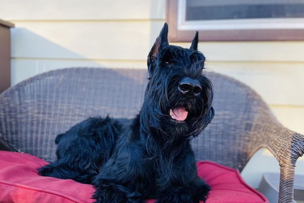Giant Schnauzer laying on patio furniture