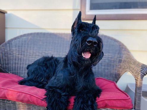 Giant Schnauzer laying on patio furniture