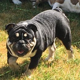 Mortimer - Bulldog