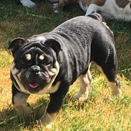 Mortimer - Bulldog