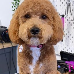 Sybil - Goldendoodle