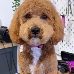 Sybil - Goldendoodle