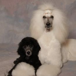 Havanese and Poodles from Ali-Ann Standard Poodles