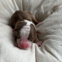 Rudolph - Red tri-color male Australian Shepherd puppy in Grants Pass, Oregon from Carmel Mountain Aussies