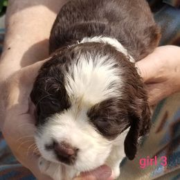 Girl 3 - Liver and white female English Springer Spaniel puppy in St. Louis, Michigan from Jo's Gems Springer