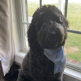 Cockapoos and Goldendoodles from The Doodle Patch