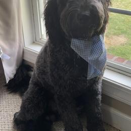 Cockapoos and Goldendoodles from The Doodle Patch