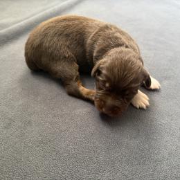 Kit Kat - Red tri-color female Australian Shepherd puppy in Weeki Wachee, Florida from Ace of Spades Australian Shepherds