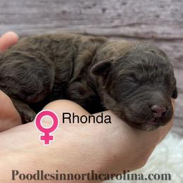 Rhonda - Brown female Poodle puppy in Greenville, North Carolina from Grace Poodles